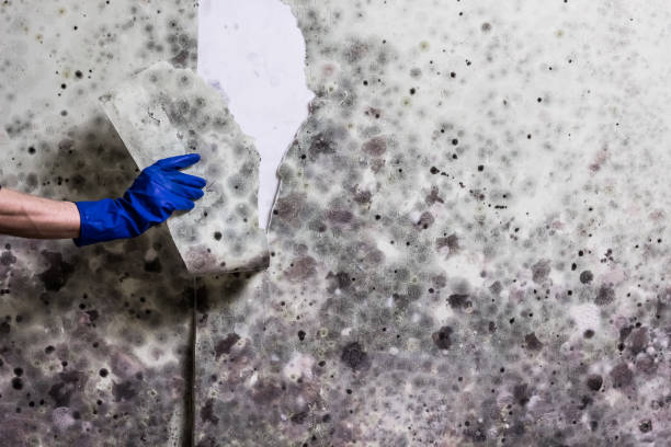 Best Emergency Mold Remediation in Carnegie, PA